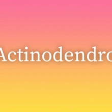 Actinodendro