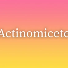 Actinomicete
